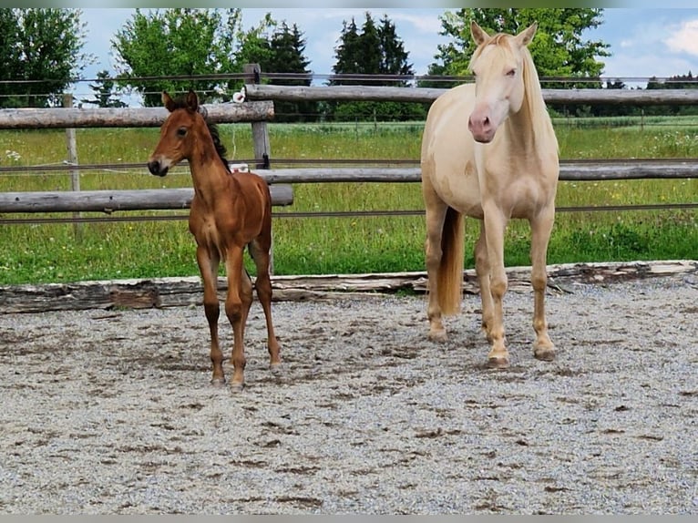 PRE Mare 6 years 15,1 hh Perlino in Balingen