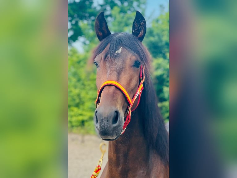 PRE Mix Mare 6 years 15,2 hh Bay-Dark in Ellerhoop