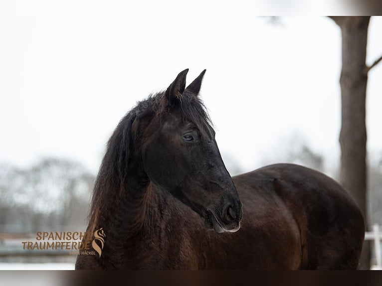 PRE Mare 6 years 15.2 hh Black in Traventhal