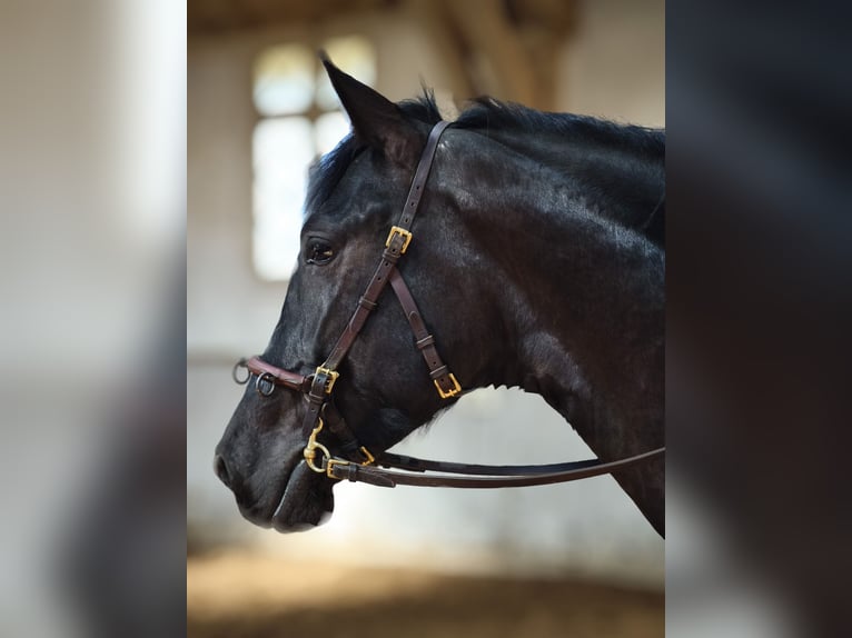PRE Mare 6 years 15.2 hh Black in Traventhal