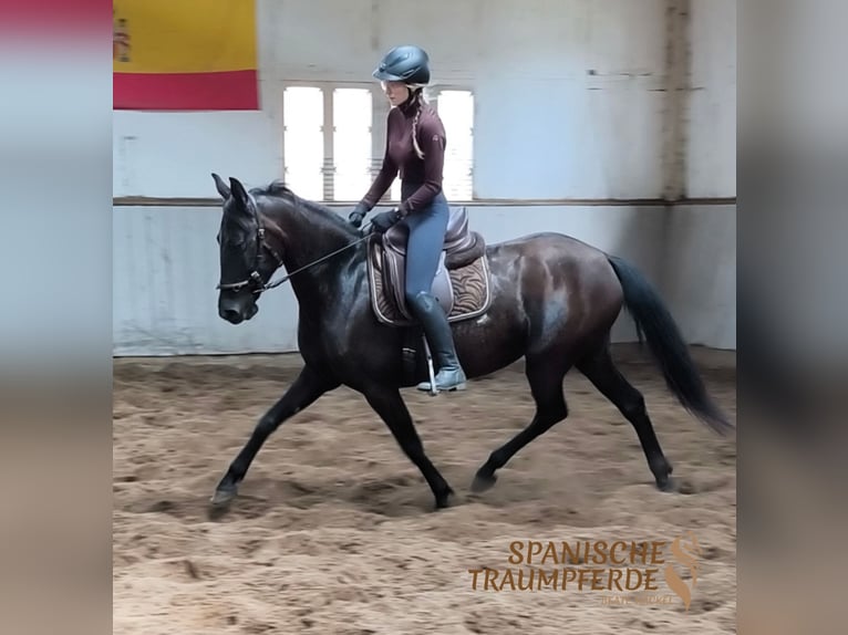 PRE Mare 6 years 15.2 hh Black in Traventhal