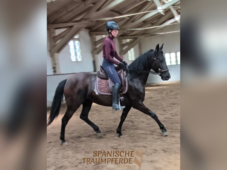 PRE Mare 6 years 15.2 hh Black in Traventhal
