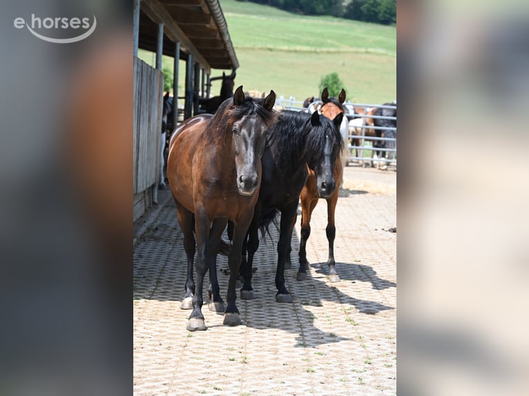 PRE Mare 6 years 15.2 hh Black in Klettgau