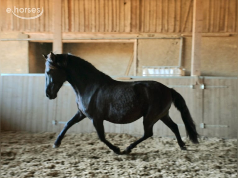 PRE Mare 6 years 15.2 hh Black in Klettgau
