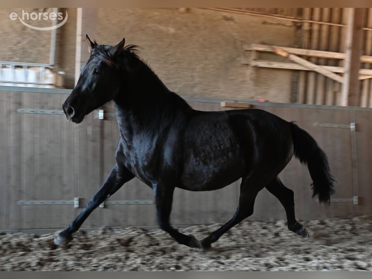 PRE Mare 6 years 15.2 hh Black in Klettgau