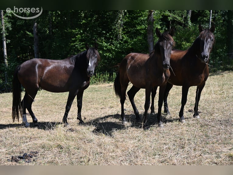 PRE Mare 6 years 15.2 hh Black in Klettgau