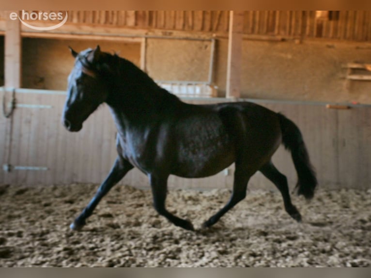 PRE Mare 6 years 15.2 hh Black in Klettgau