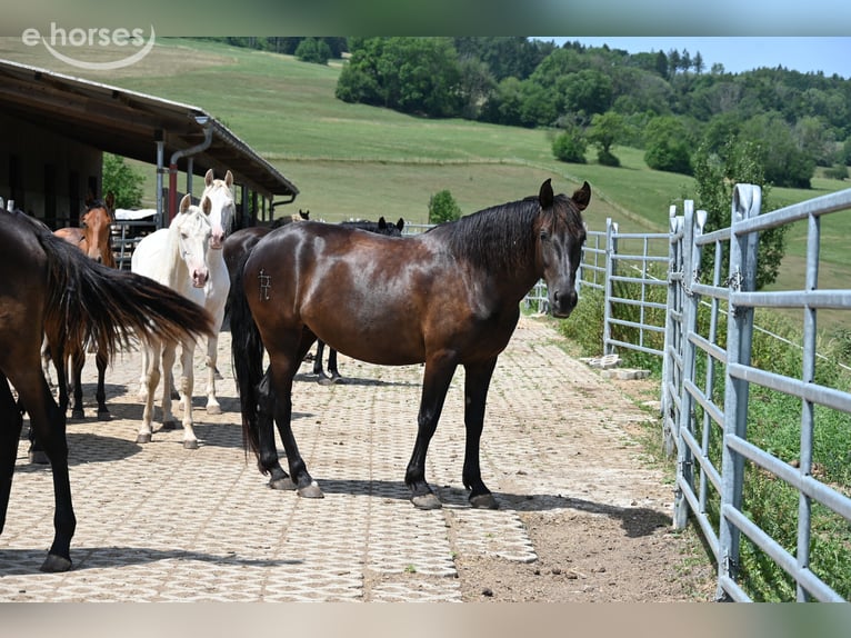 PRE Mare 6 years 15.2 hh Black in Klettgau