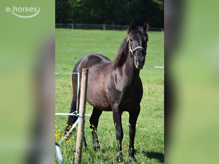 PRE Mare 6 years 15.2 hh Black in Klettgau
