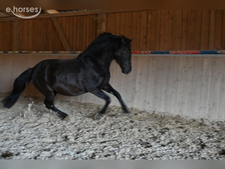 PRE Mare 6 years 15.2 hh Black in Klettgau