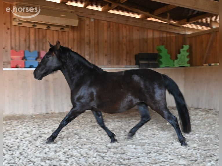 PRE Mare 6 years 15.2 hh Black in Klettgau