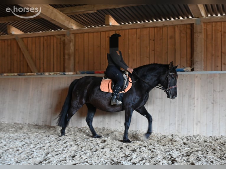 PRE Mare 6 years 15.2 hh Black in Klettgau
