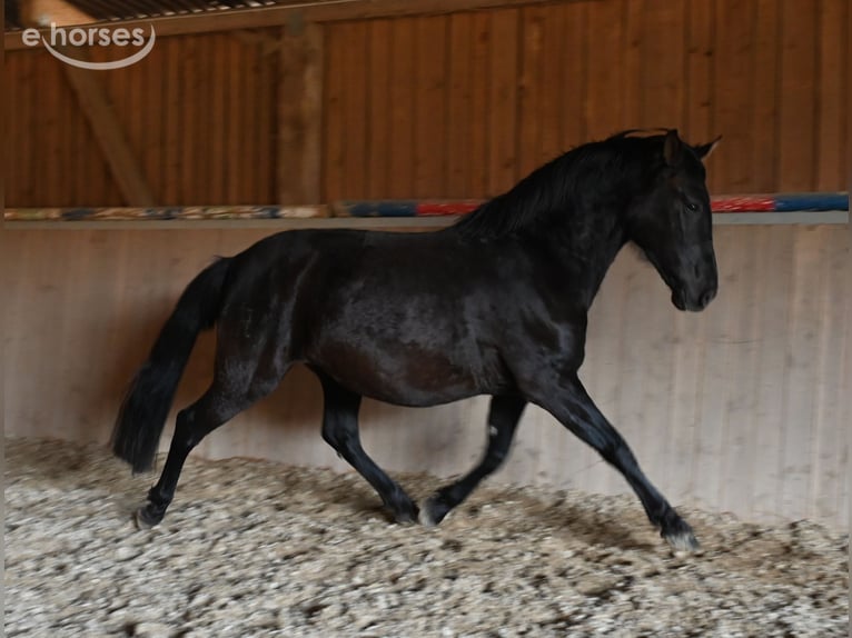 PRE Mare 6 years 15.2 hh Black in Klettgau