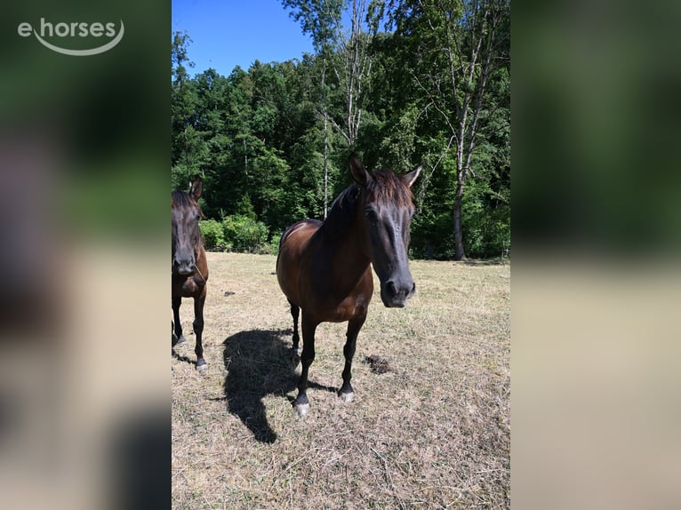 PRE Mare 6 years 15.2 hh Black in Klettgau