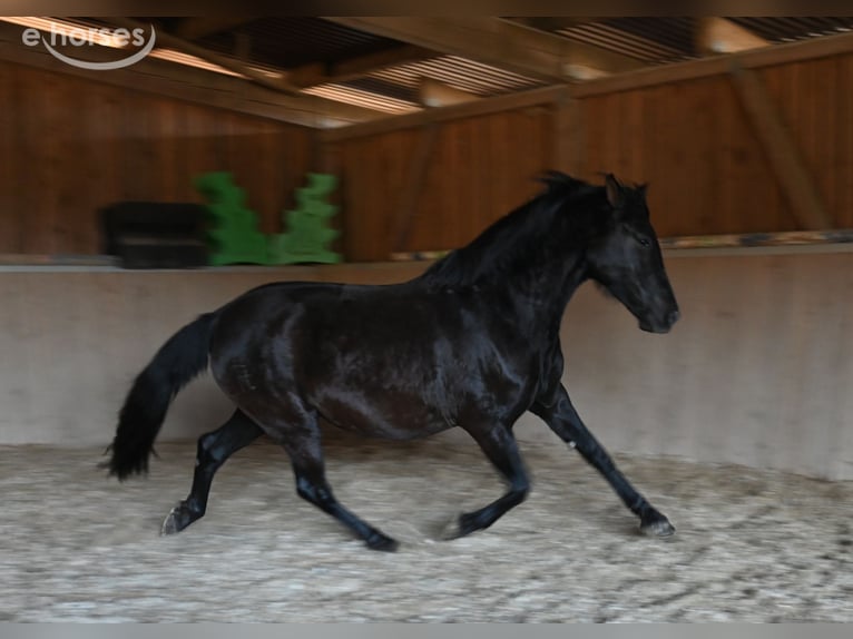 PRE Mare 6 years 15.2 hh Black in Klettgau