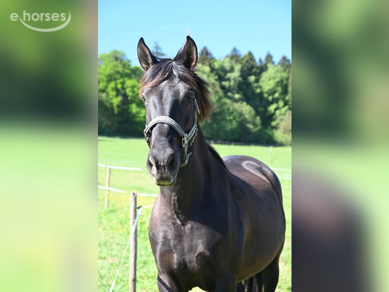 PRE Mare 6 years 15.2 hh Black in Klettgau