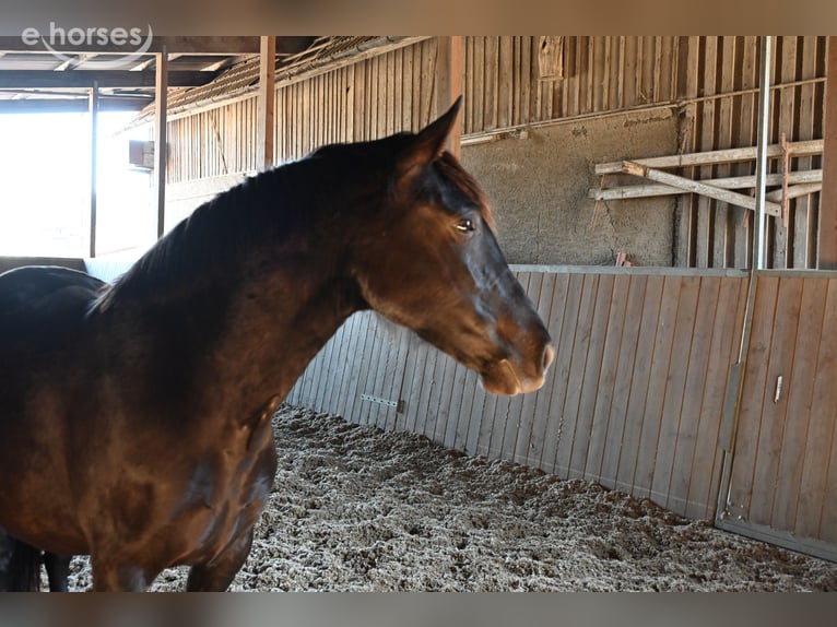 PRE Mare 6 years 15.2 hh Black in Klettgau