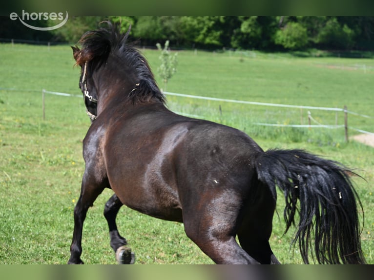PRE Mare 6 years 15.2 hh Black in Klettgau