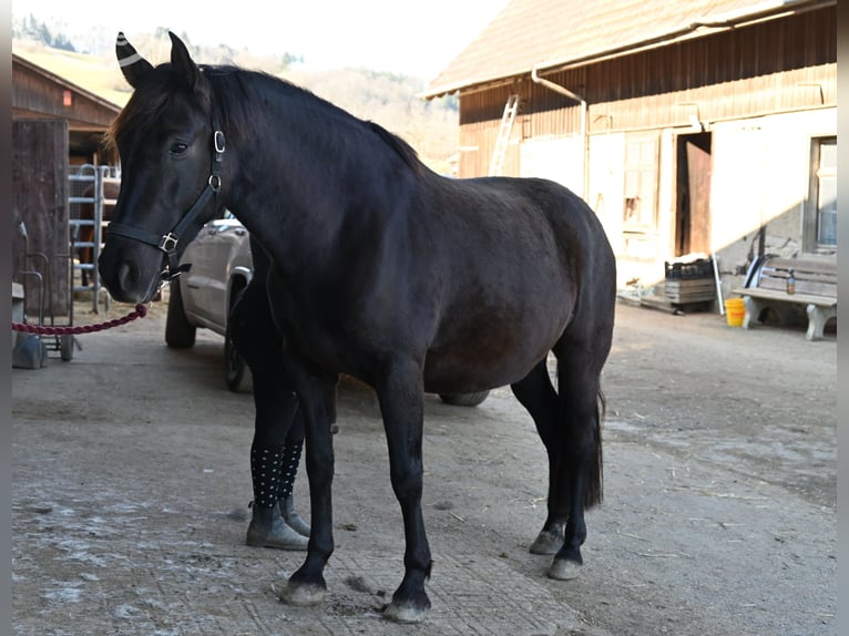 PRE Mare 6 years 15.2 hh Black in Klettgau