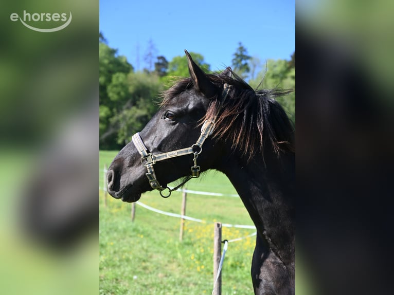 PRE Mare 6 years 15.2 hh Black in Klettgau