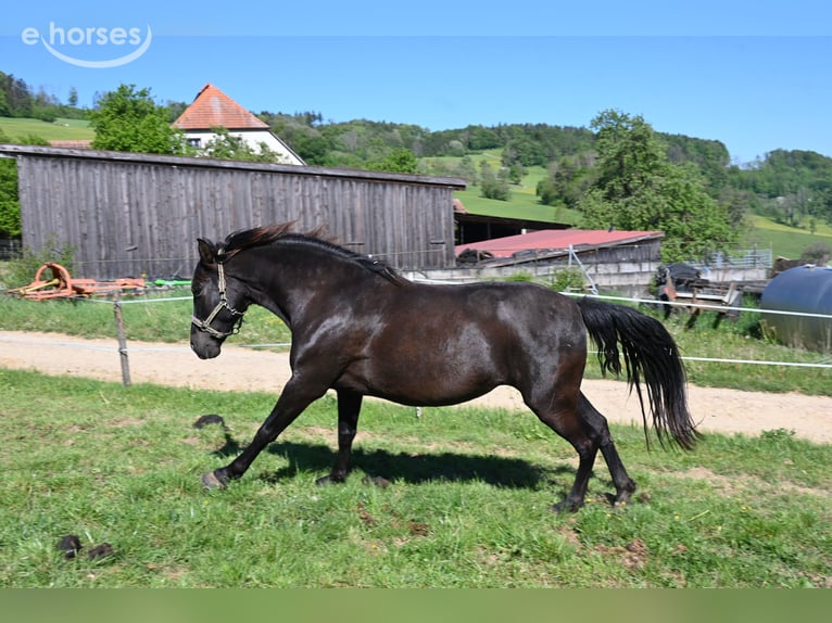 PRE Mare 6 years 15.2 hh Black in Klettgau