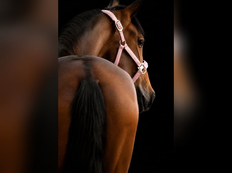 PRE Mix Mare 6 years 15.2 hh Brown in Nettersheim
