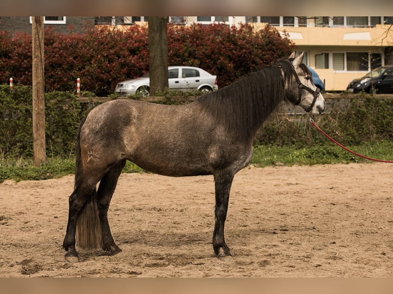 PRE Mix Mare 6 years 15,2 hh Brown Falb mold in Kerpen