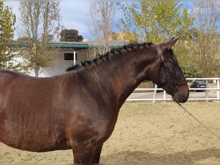 PRE Mix Mare 6 years 15,2 hh Brown in Malaga
