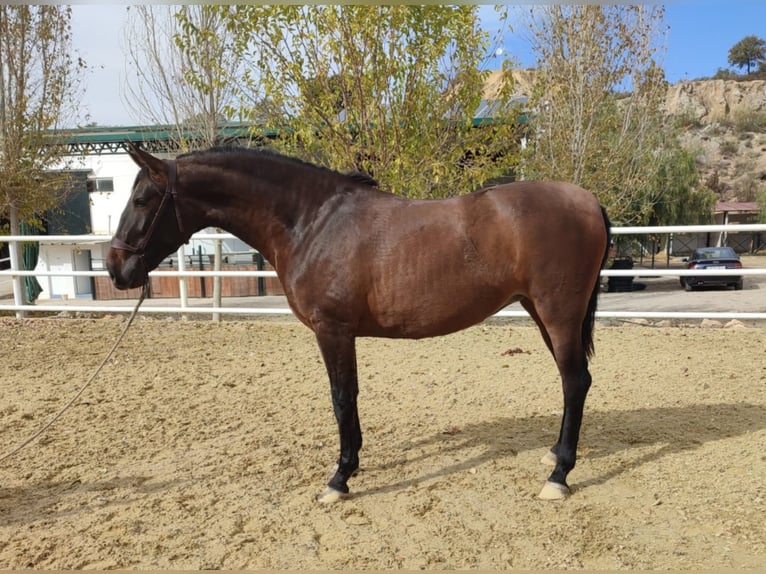 PRE Mix Mare 6 years 15,2 hh Brown in Malaga