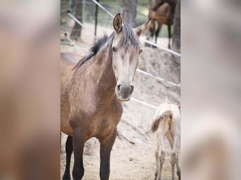 PRE Mare 6 years 15,2 hh Buckskin in Alcoy