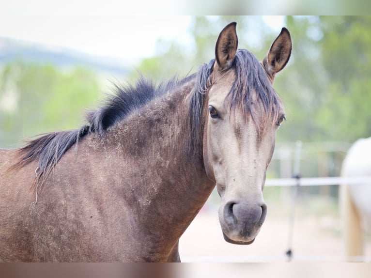 PRE Mare 6 years 15,2 hh Buckskin in Alcoy