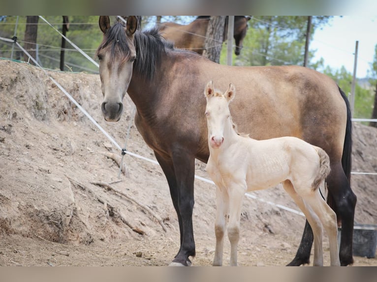 PRE Mare 6 years 15,2 hh Buckskin in Alcoy