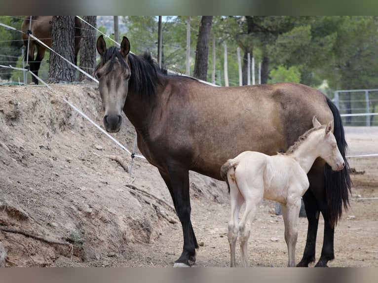 PRE Mare 6 years 15,2 hh Buckskin in Alcoy