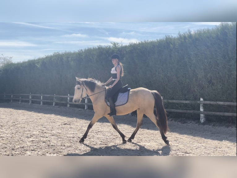 PRE Mix Mare 6 years 15,2 hh Dun in Lorrez-le-Bocage-Préaux