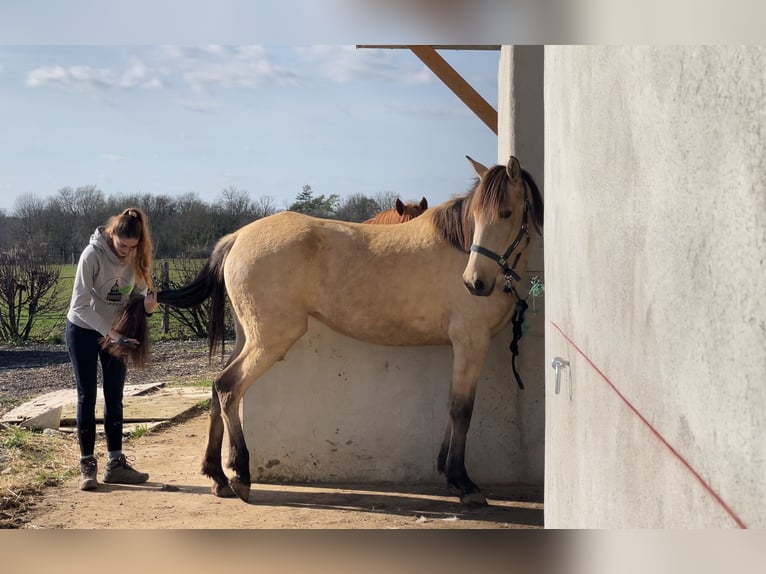 PRE Mix Mare 6 years 15,2 hh Dun in Lorrez-le-Bocage-Préaux