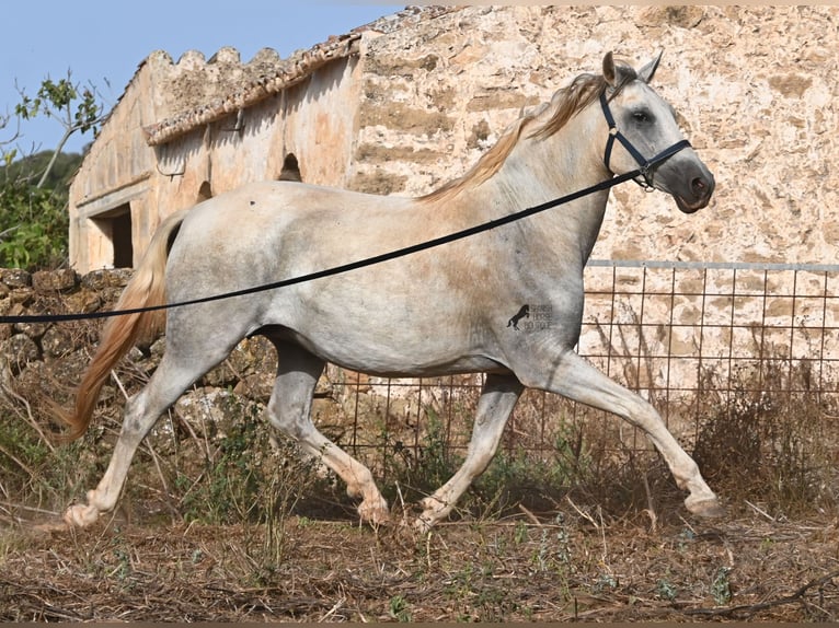 PRE Mix Mare 6 years 15.2 hh Grey in Menorca