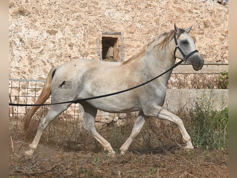 PRE Mix Mare 6 years 15.2 hh Grey in Menorca