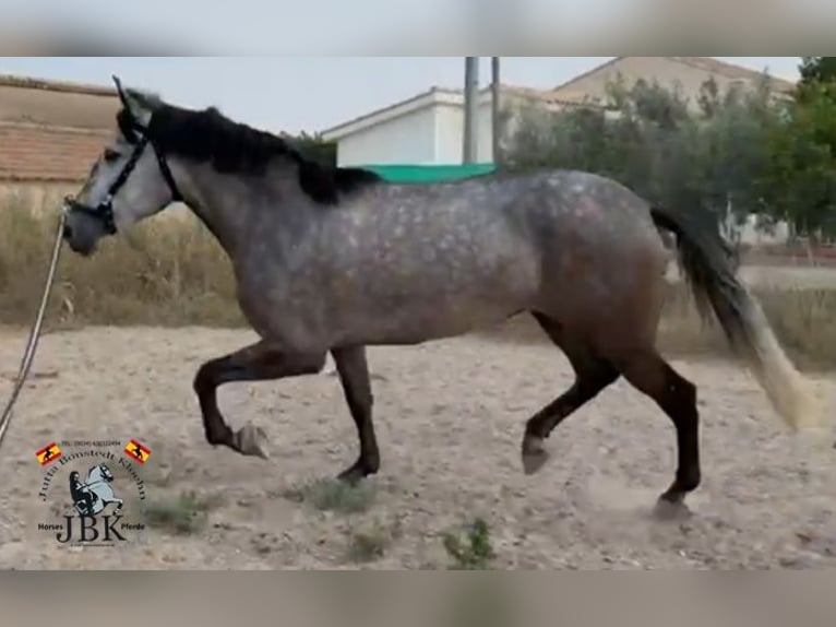 PRE Mix Mare 6 years 15.2 hh Grey in Tabernas Almeria