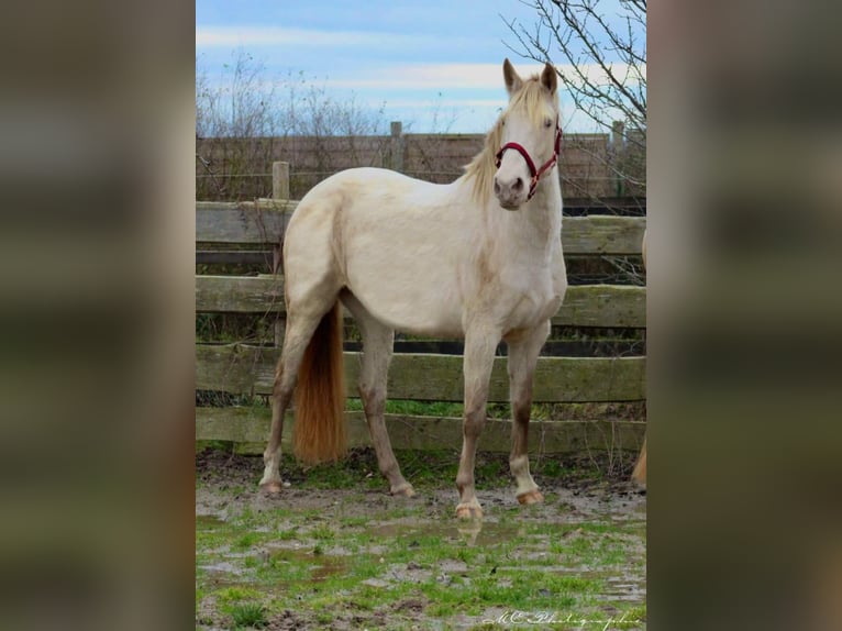 PRE Mare 6 years 15,2 hh Pearl in Polenz