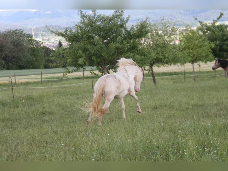 PRE Mix Mare 6 years 15.2 hh Perlino in Beckdorf