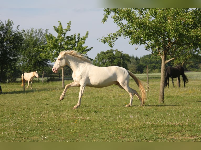 PRE Mix Mare 6 years 15.2 hh Perlino in Beckdorf