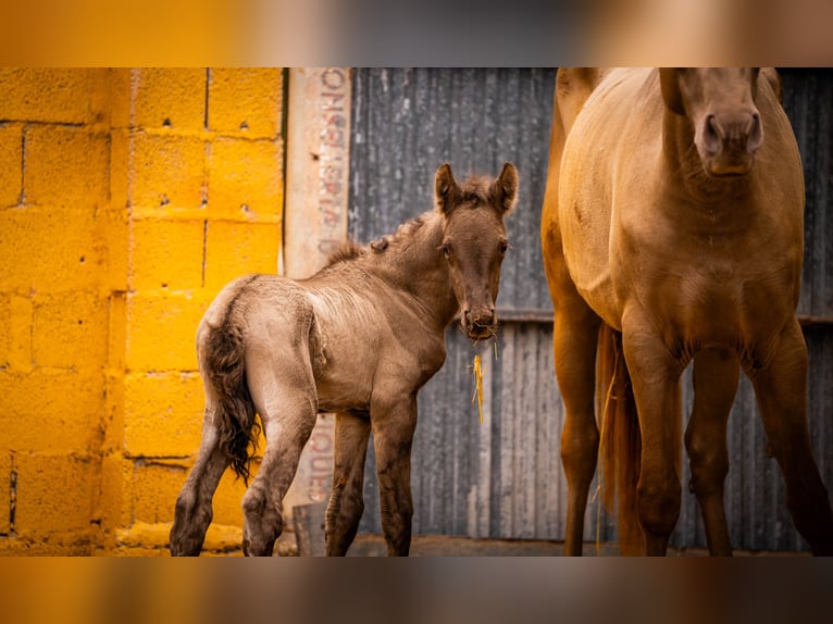 PRE Mix Mare 6 years 15.3 hh Champagne in Valencia