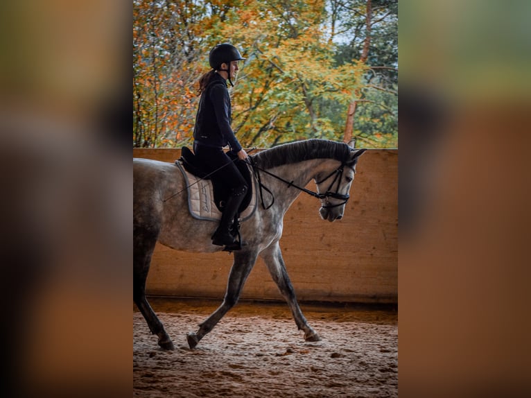 PRE Mare 6 years 15.3 hh Grey-Dapple in Cuxhaven