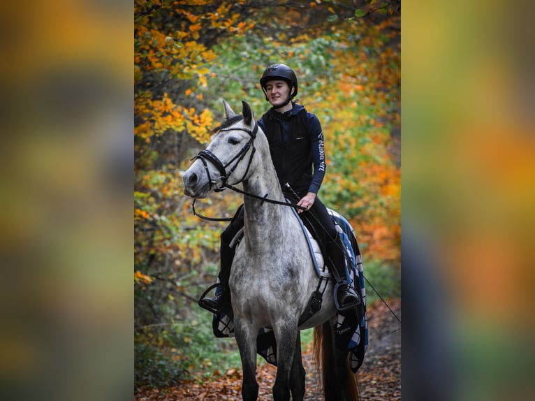 PRE Mare 6 years 15.3 hh Grey-Dapple in Cuxhaven