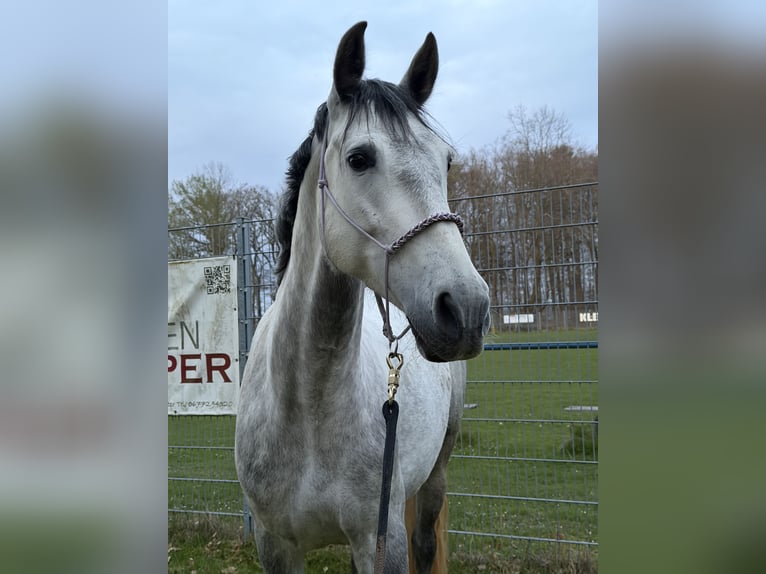 PRE Mare 6 years 15.3 hh Grey-Dapple in Cuxhaven