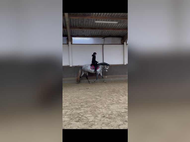 PRE Mare 6 years 15.3 hh Grey-Dapple in Cuxhaven