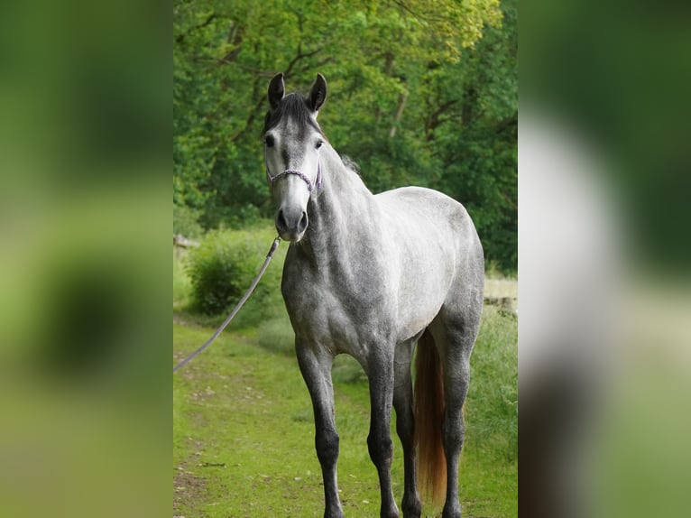 PRE Mare 6 years 15.3 hh Grey-Dapple in Cuxhaven