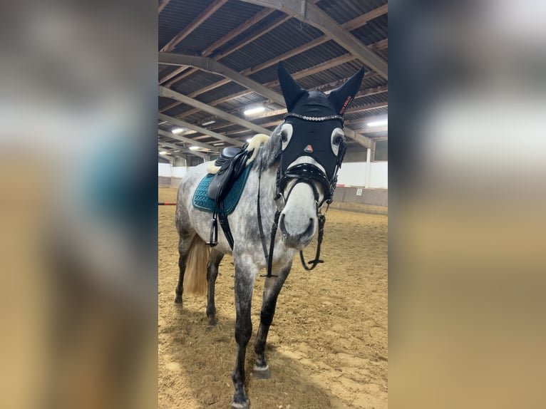 PRE Mare 6 years 15.3 hh Grey-Dapple in Cuxhaven