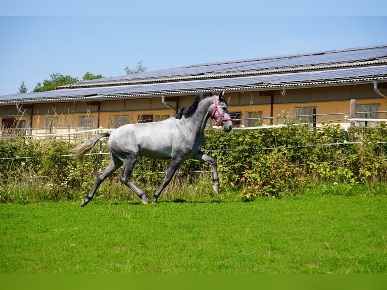 PRE Mare 6 years 15.3 hh Grey-Dapple in Cuxhaven