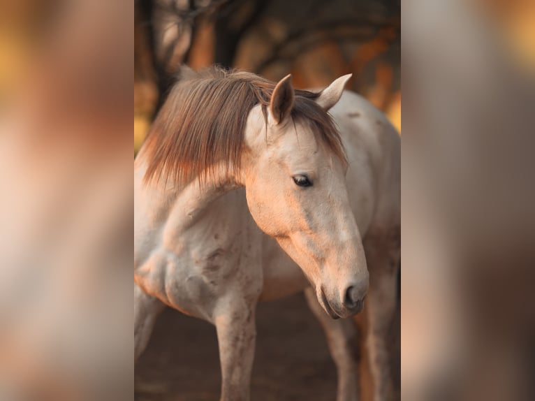 PRE Mix Mare 6 years 15.3 hh Grey in Felanitx